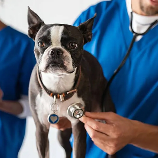 Visita di cardiologia veterinaria presso Animal Hospital Palermo