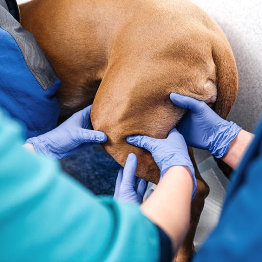 Reparto di ortopedia veterinaria Animal Hospital Palermo
