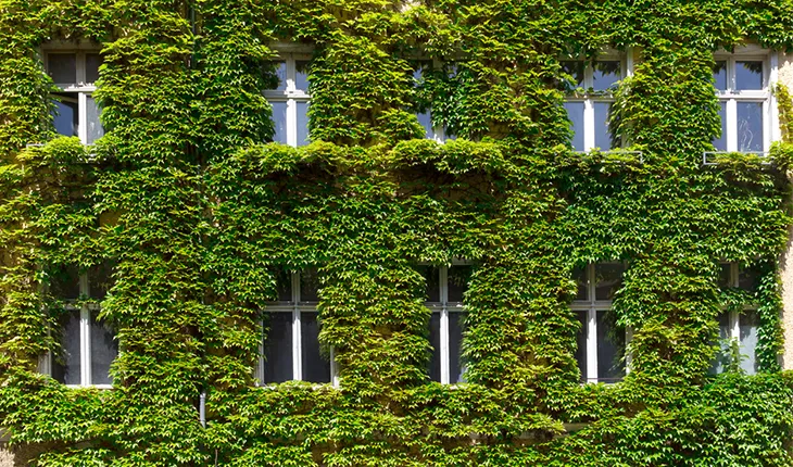 Windows peep out through a wall complete covered in lush green plants