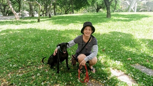 狗狗訓練、寵物訓練案例 - 學習了基本指令、融入家庭生活、通過治療犬考試