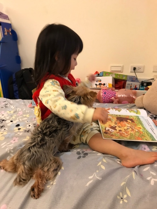 狗狗訓練、寵物訓練案例 - 改善了吠叫、社會化不足、外出追車的問題