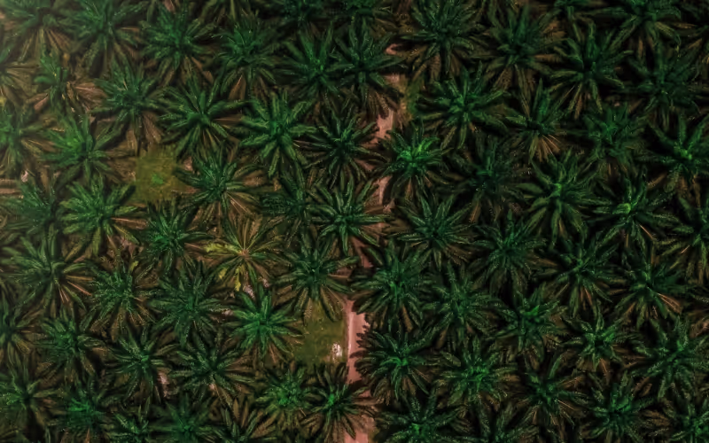 TNFD: Assessing the biodiversity impact of palm oil facilities using the L.E.A.P approach