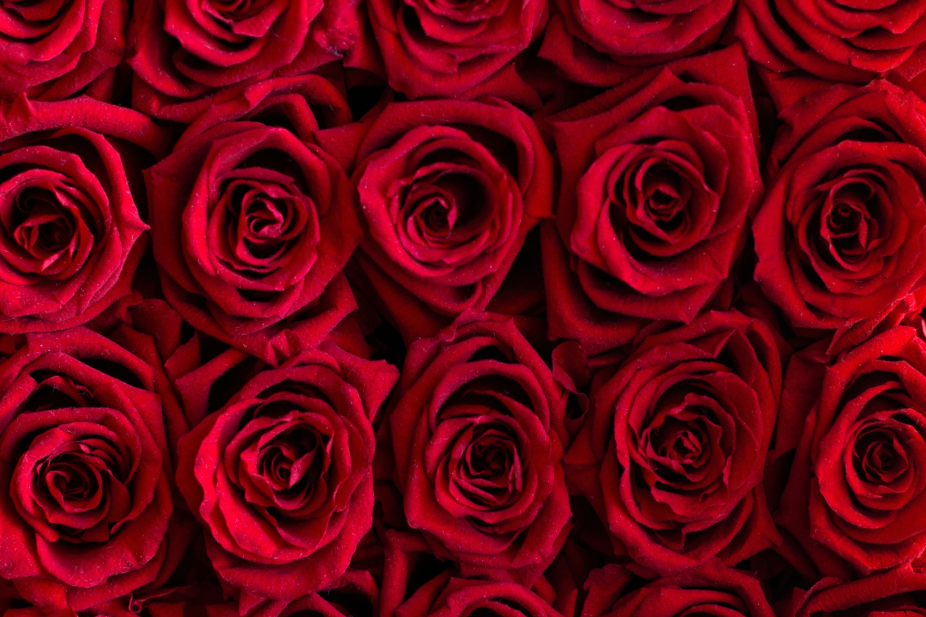 Roses are red, but supply chains are blue