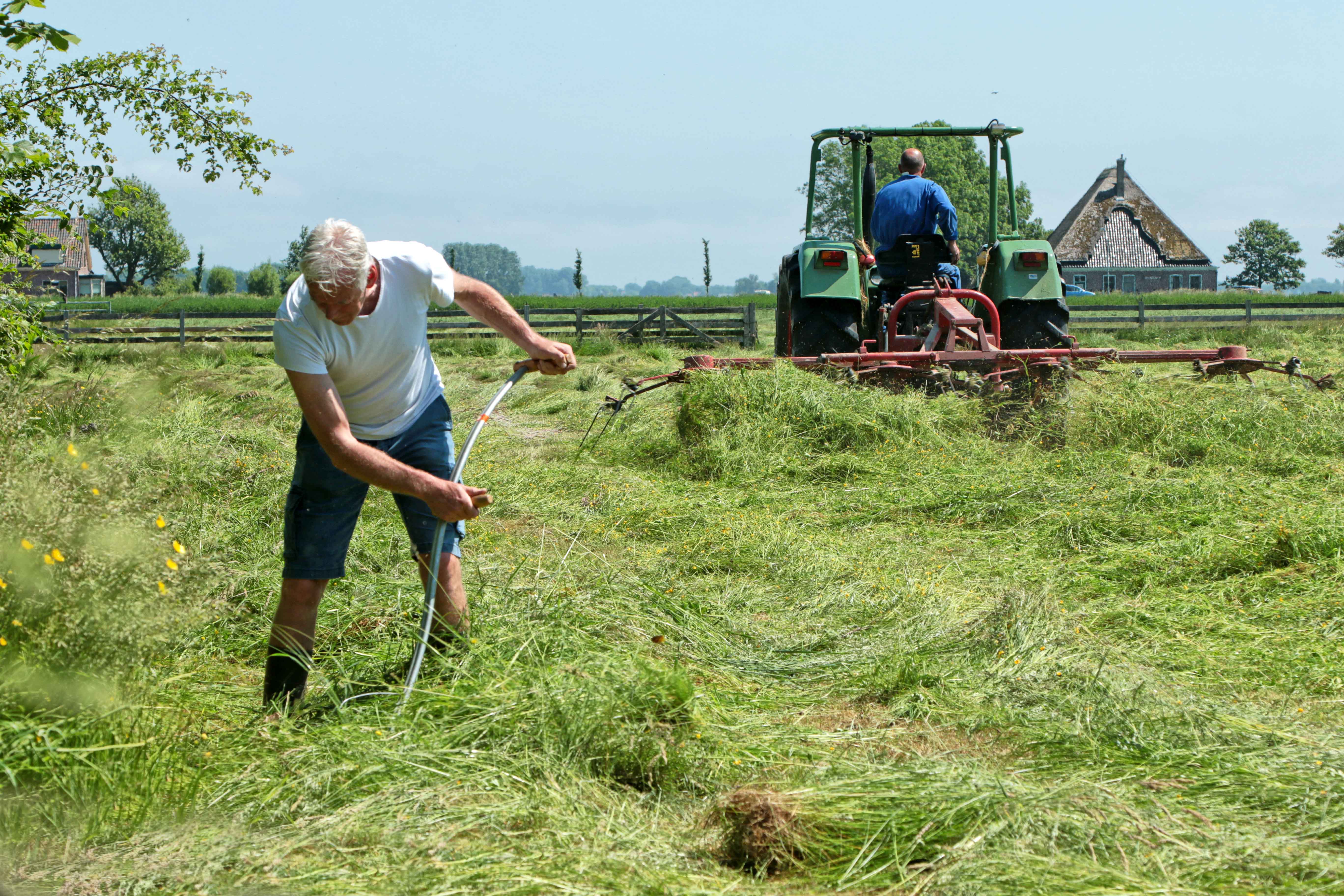 Maaien met de zeis op 26 juli bij het Rundveemuseum