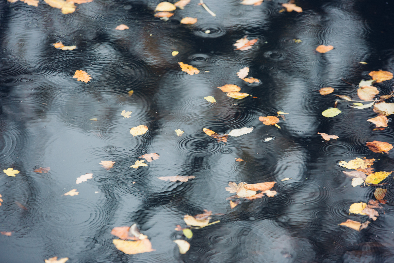 Autumn leaves on water.