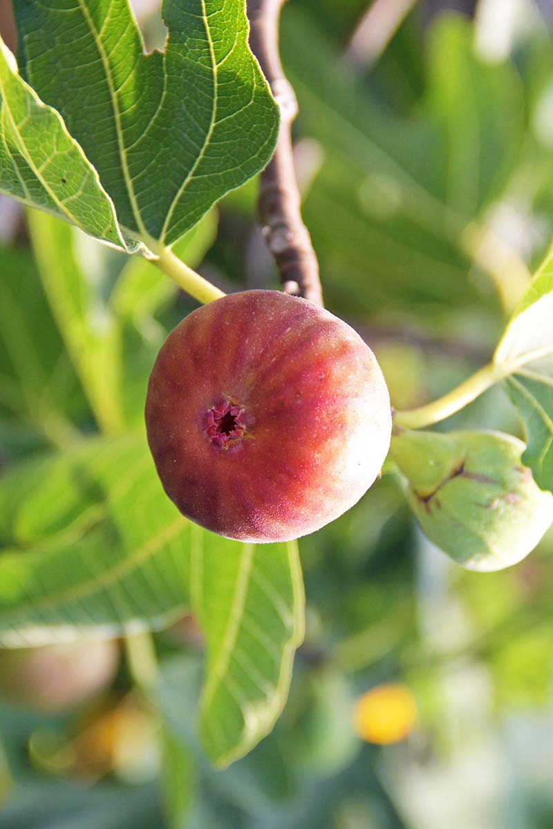 Close-up view of a pink-colored fig on a fig tree in the sunlight.