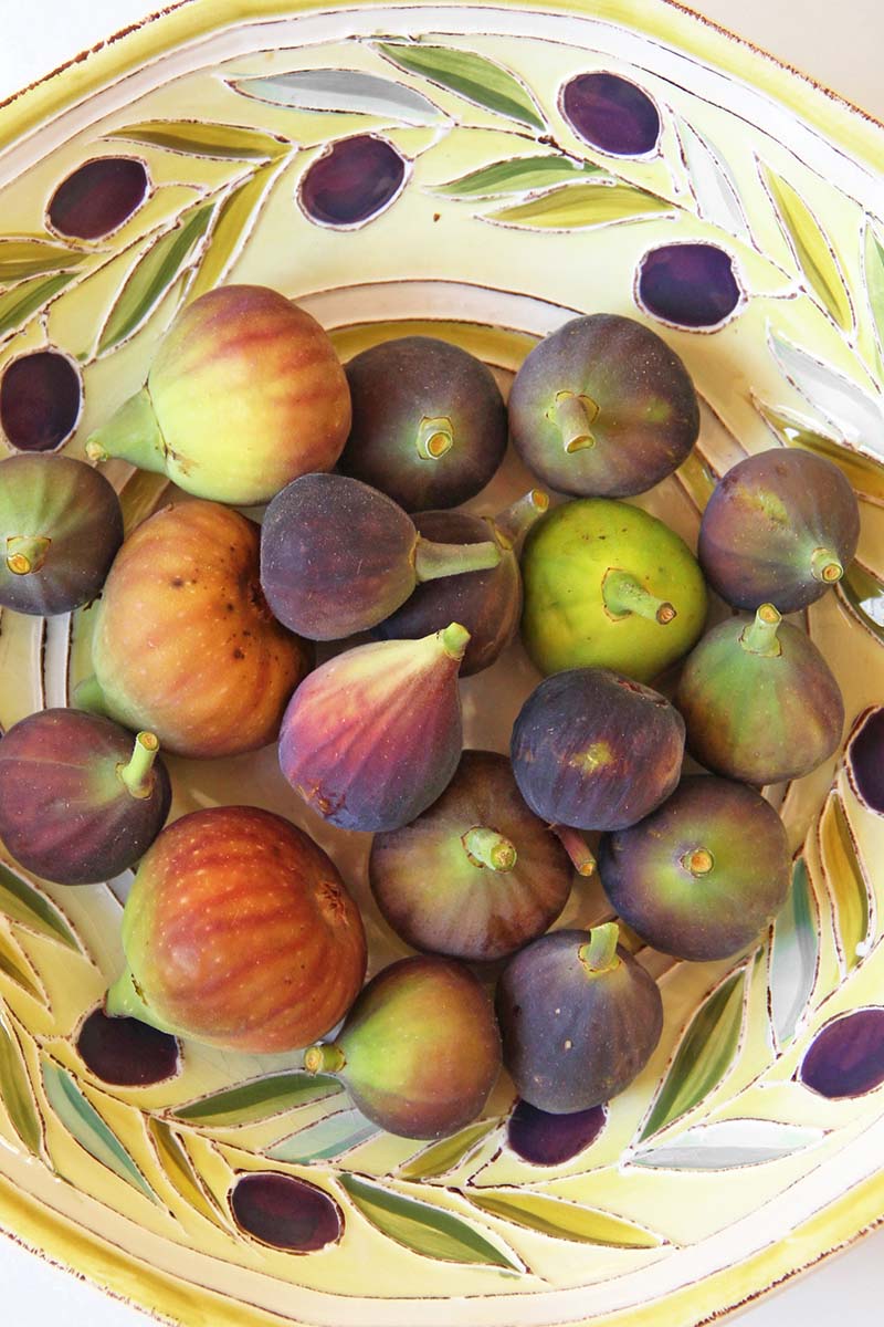 Antinque Italian bowl full of fresh figs of different colors and sizes.