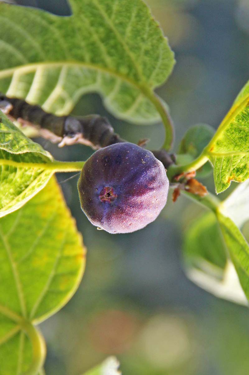 Close-up view of a p-colored fig on a fig tree in the sunlight.