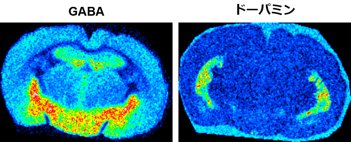 脳内物質のシステム神経生理学 精神精気のニューロサイエンス 脳内物質のシステム神経生理学 精神精気のニューロサイエンス 脳