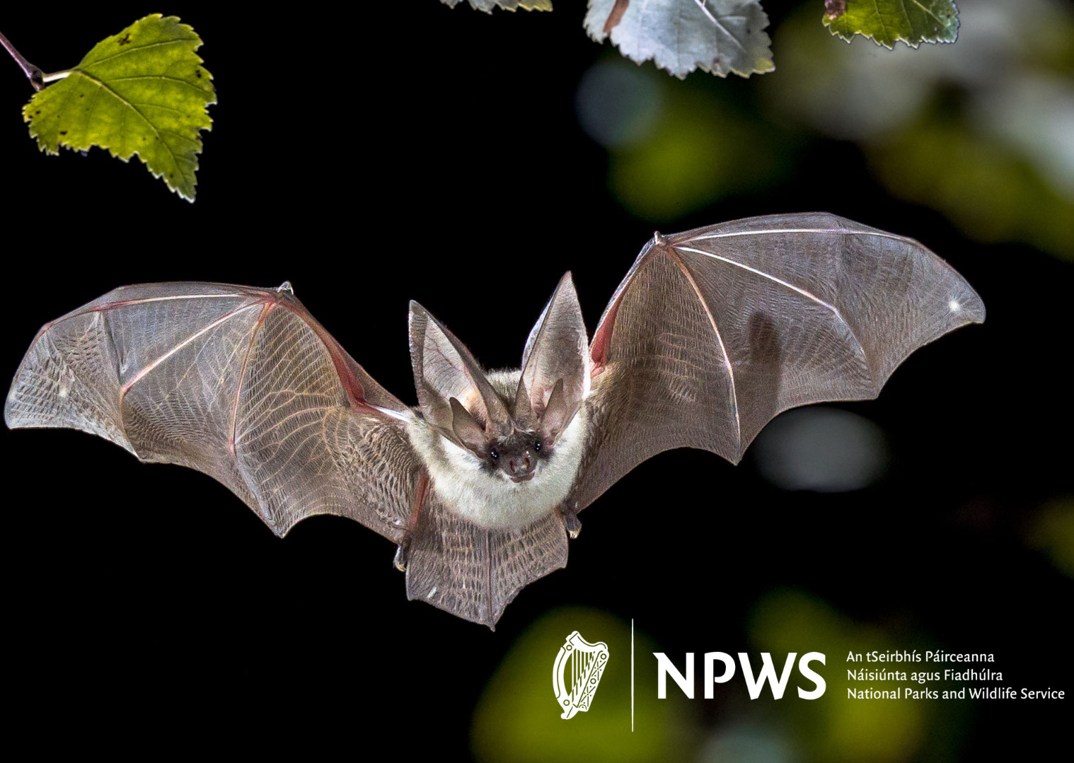 Batty about Bats