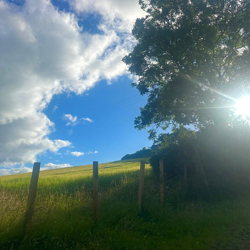 Our Native Hedgerows