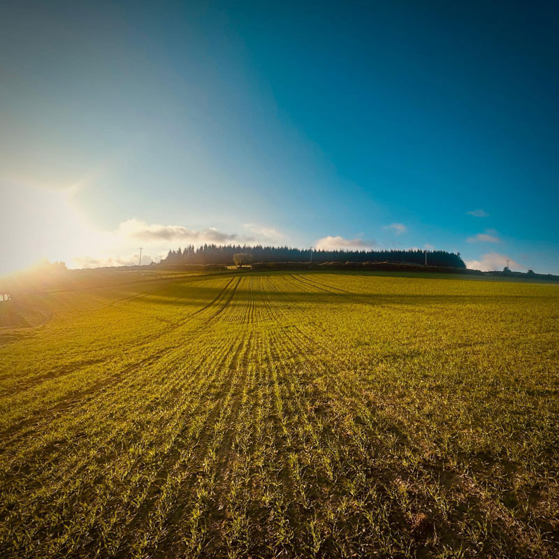 wide open field of grwing shoots