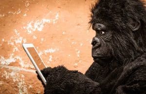 Gorilla on an iPad