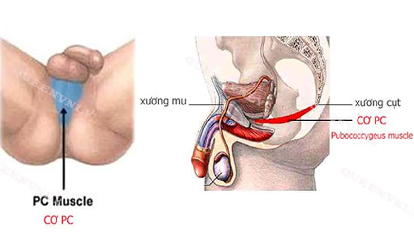 Cơ PC là gì? đóng vai trò quan trọng trong xuất tinh