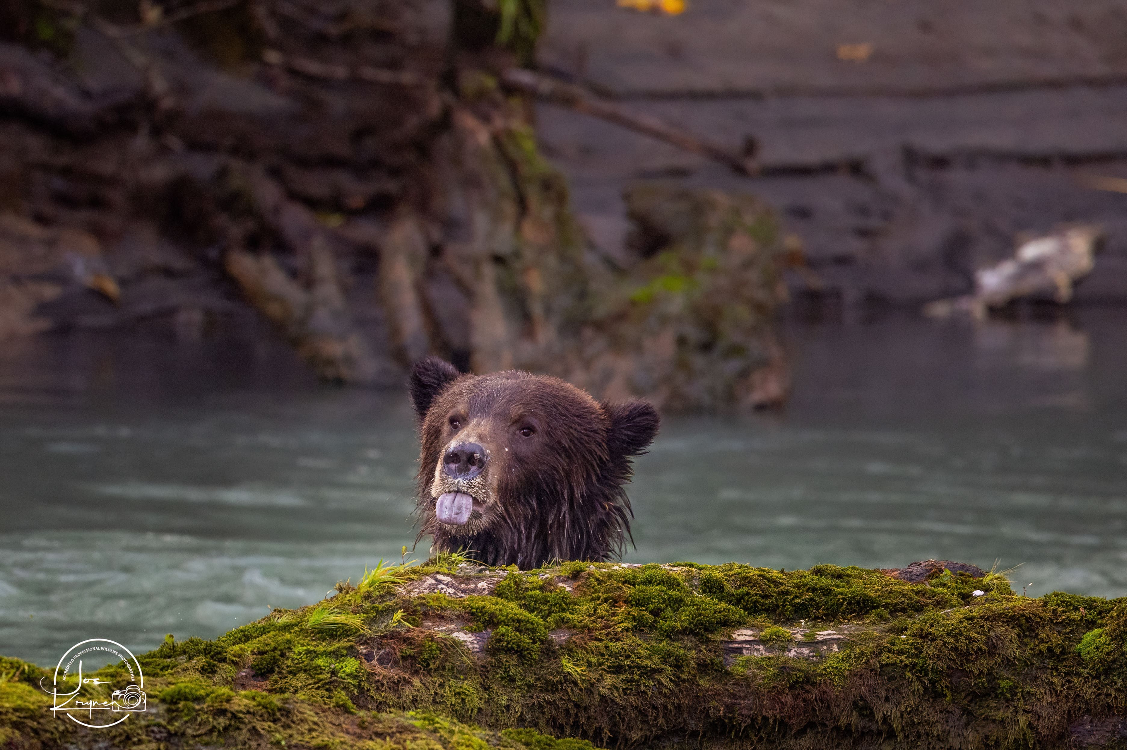 Grizzly bear in the wilderness