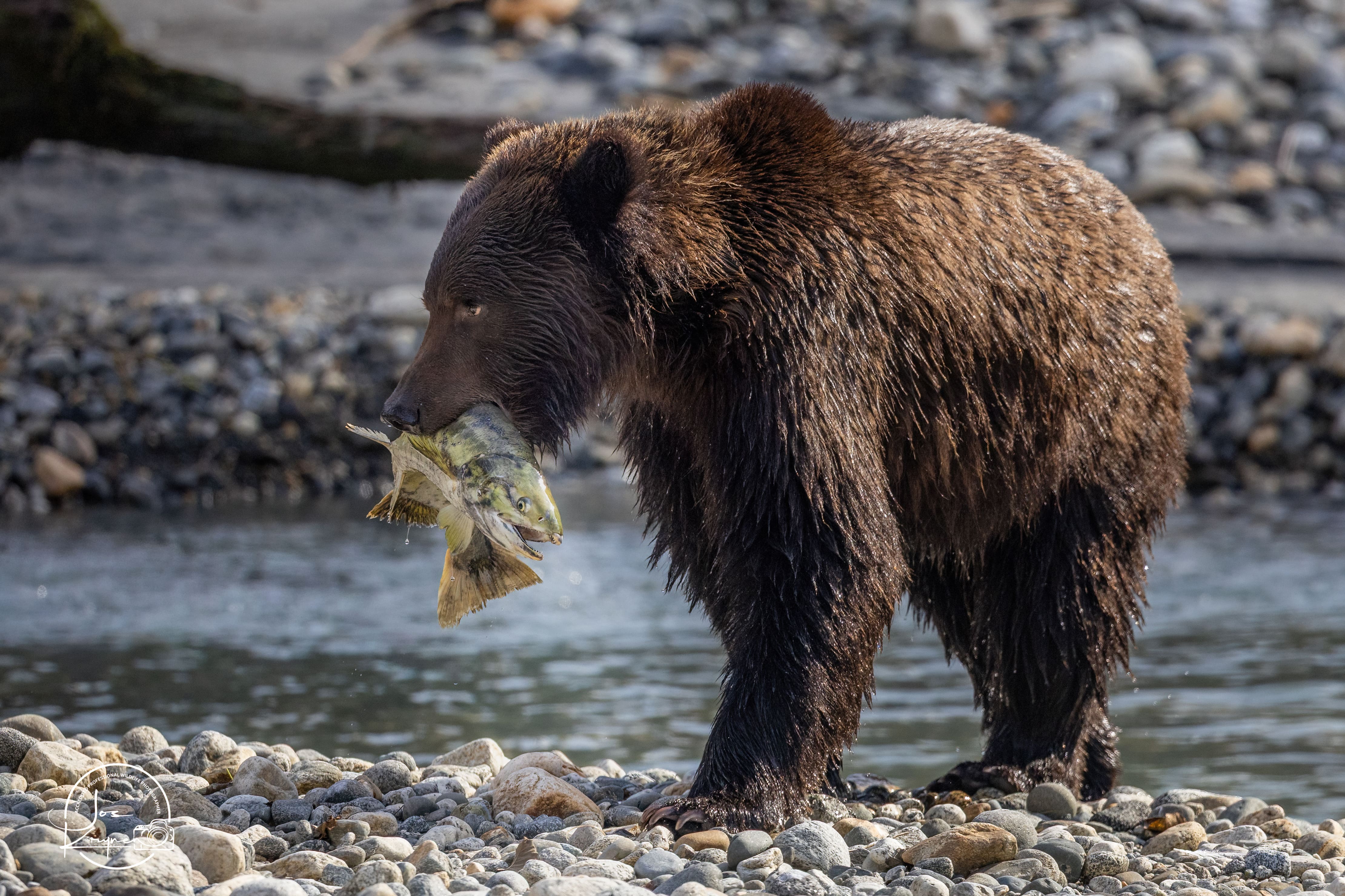 Coastal British Columbia grizzly bear