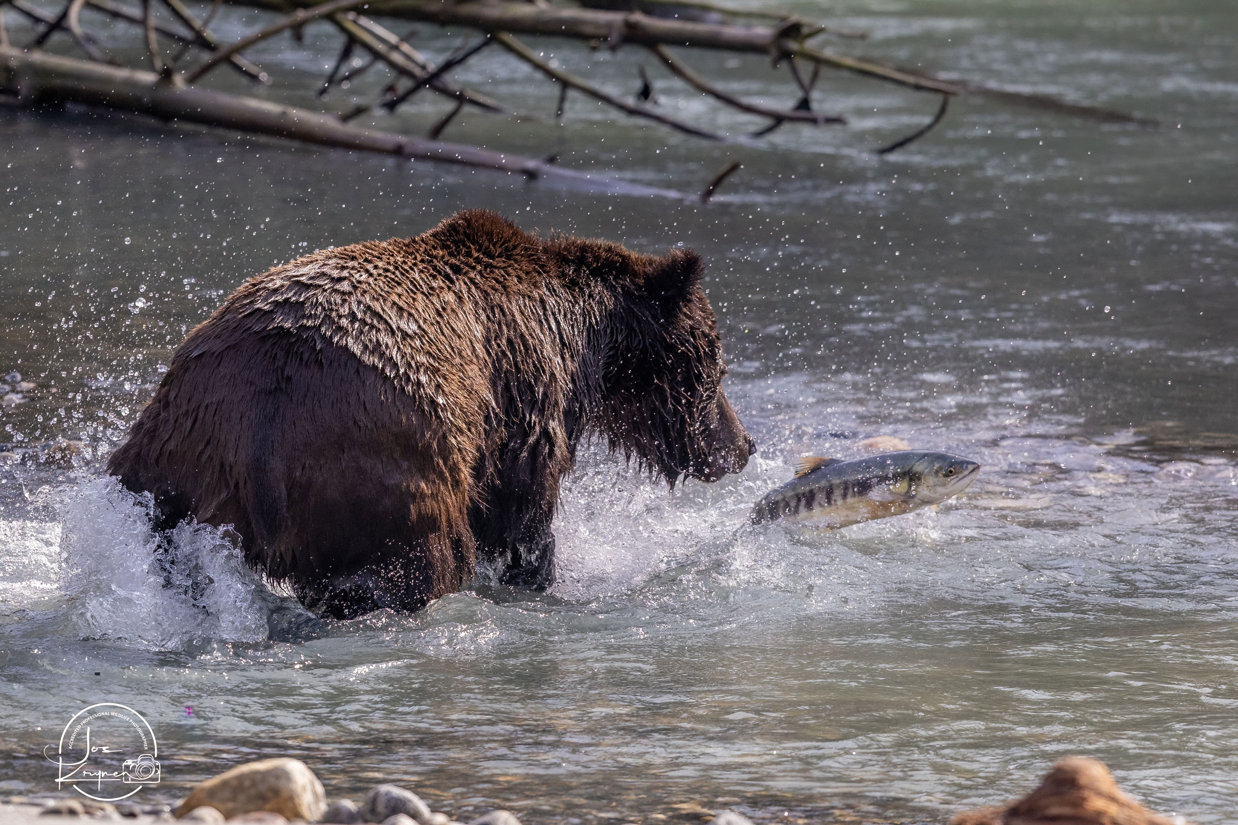 Grizzly bear field photography