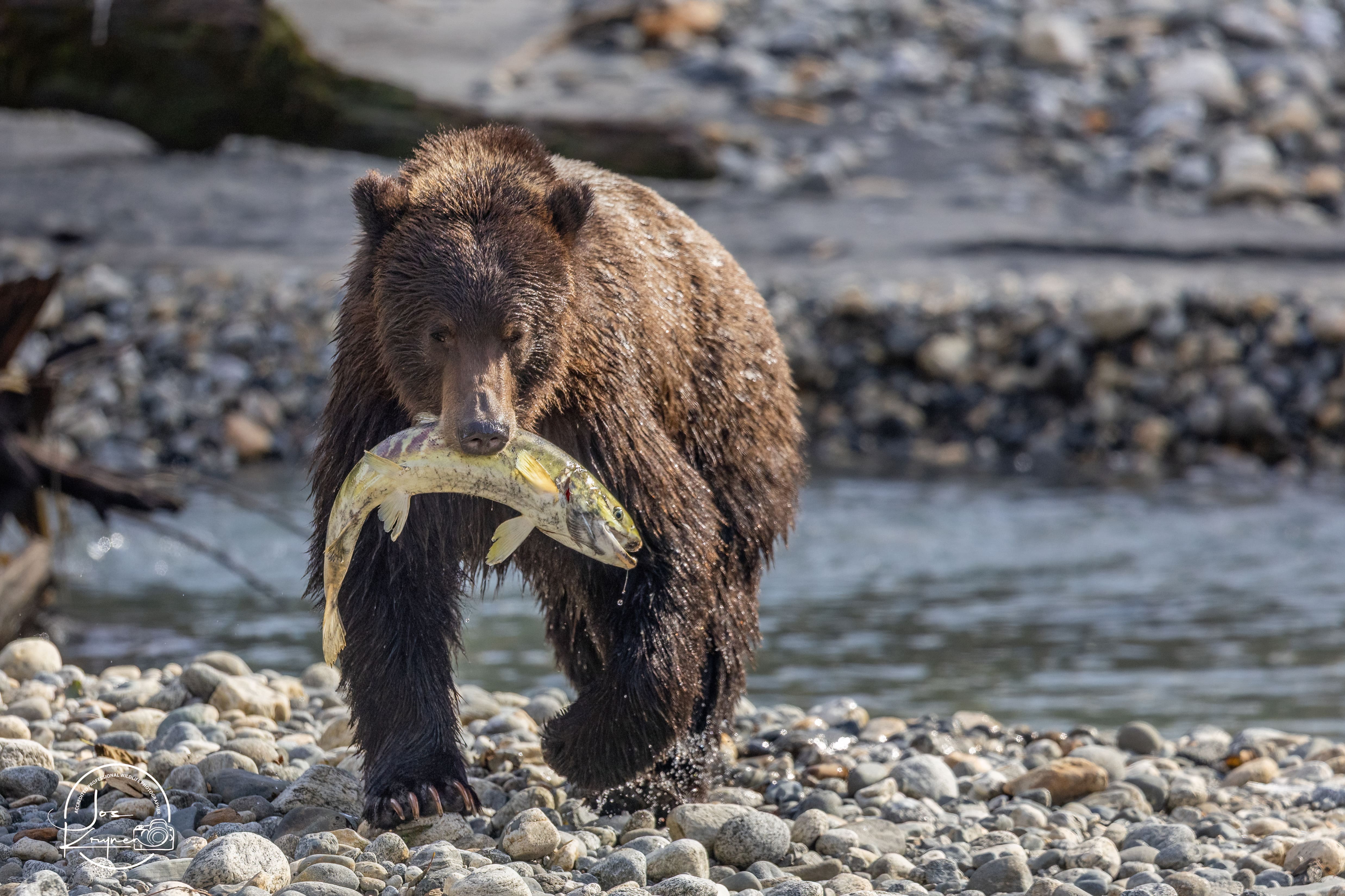 Grizzly bear in natural habitat