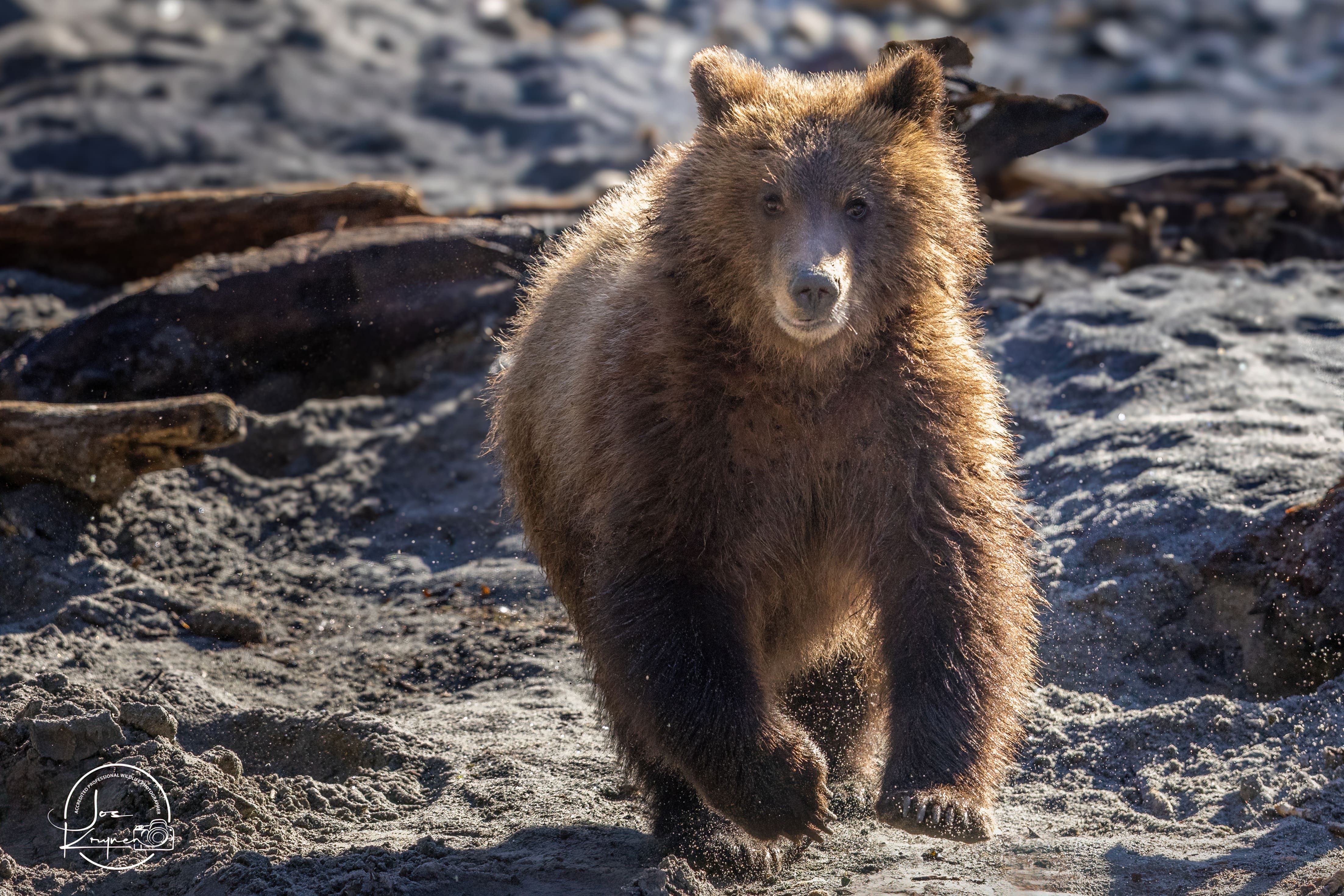 Grizzly bear portrait in the wild