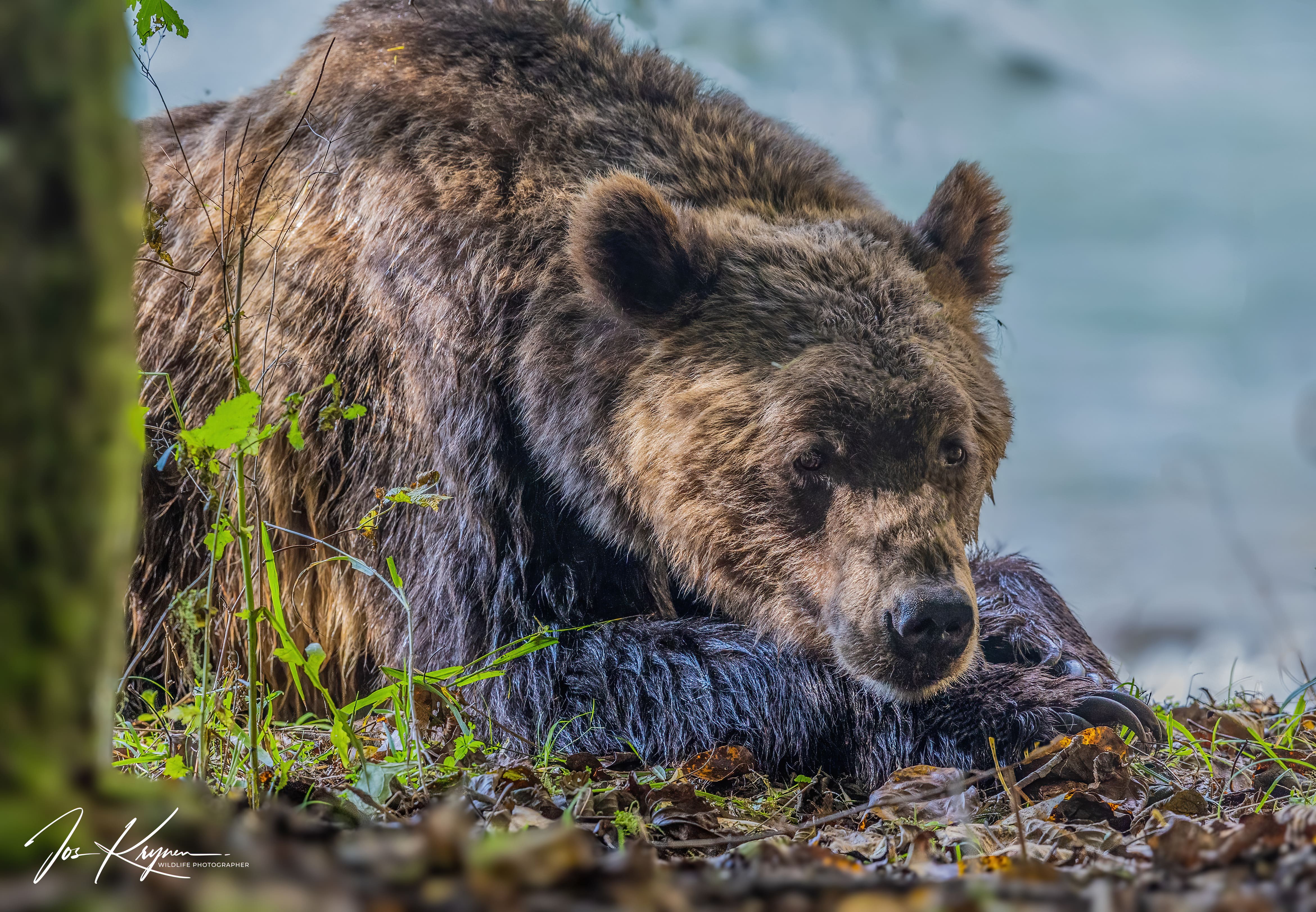 Grizzly bear in coastal wilderness