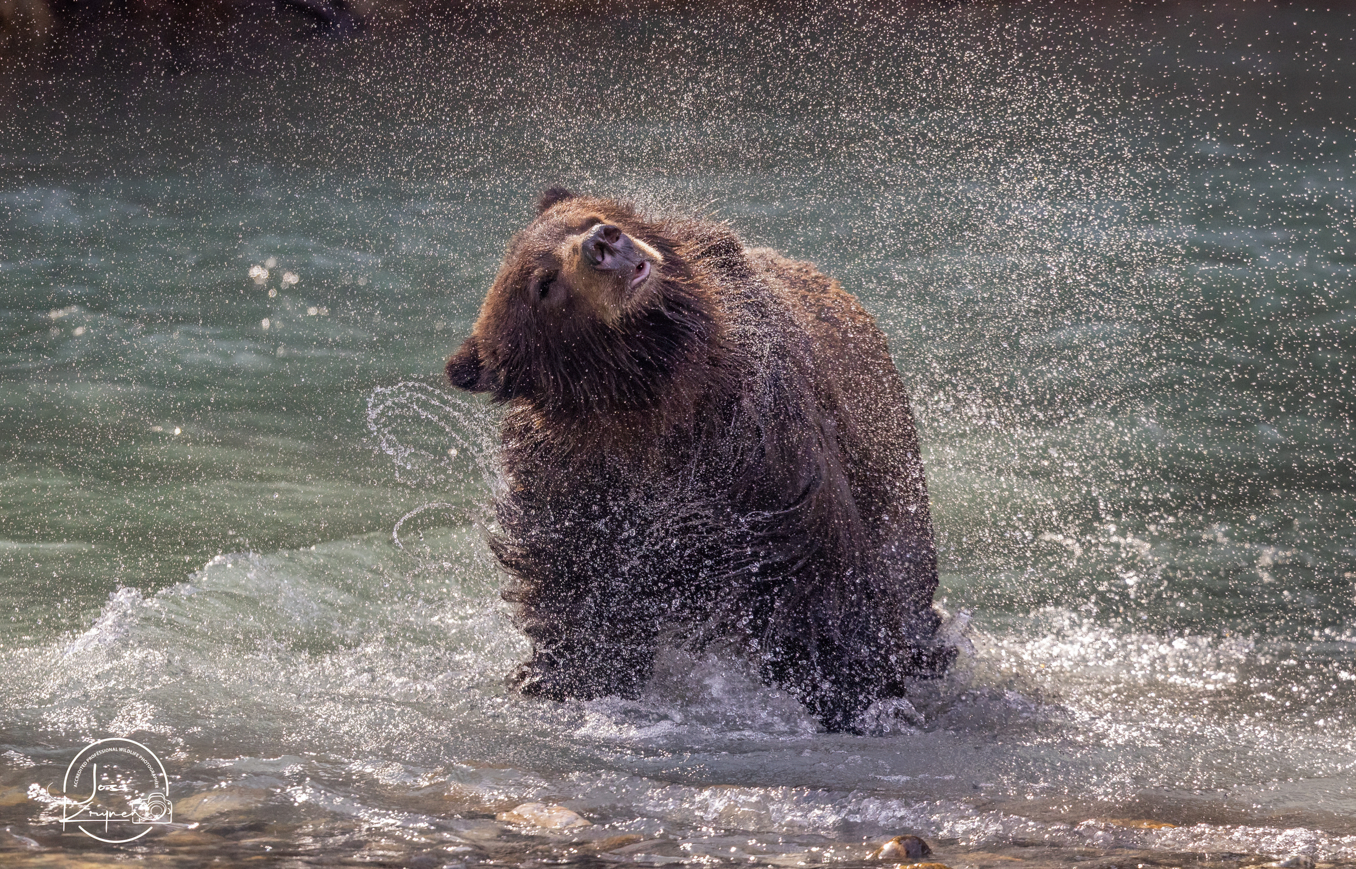 Wild grizzly bear in British Columbia