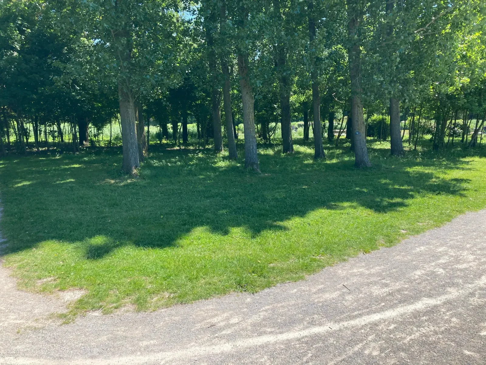 Le site du parc Galamé à Loon-Plage avant l'installation de l'Arena : une pelouse en sous-bois au bord du cheminement