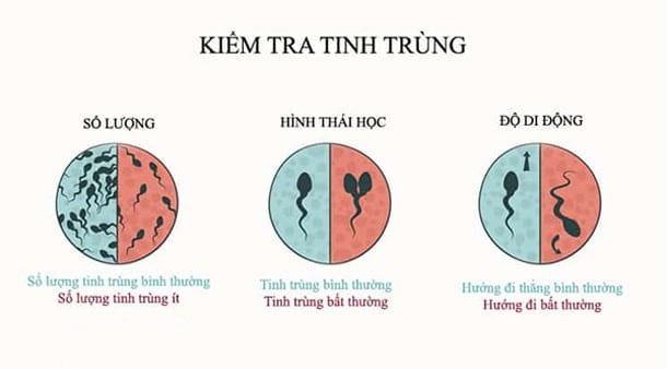 Số lượng tinh trùng được tính như thế nào?