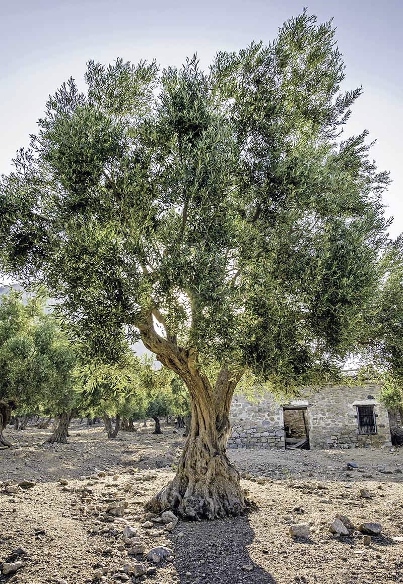 An olive tree