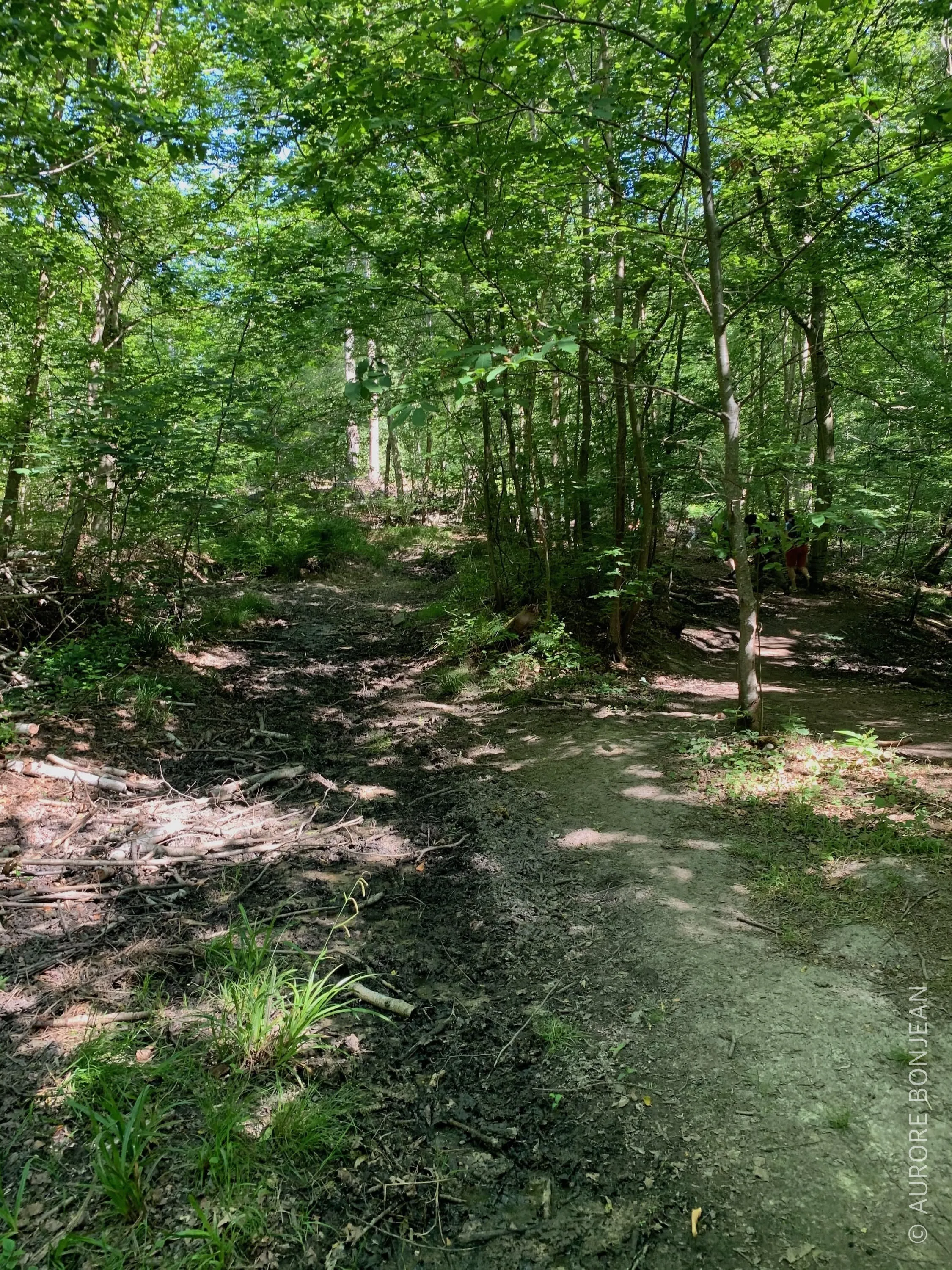 Forêt de Marly
