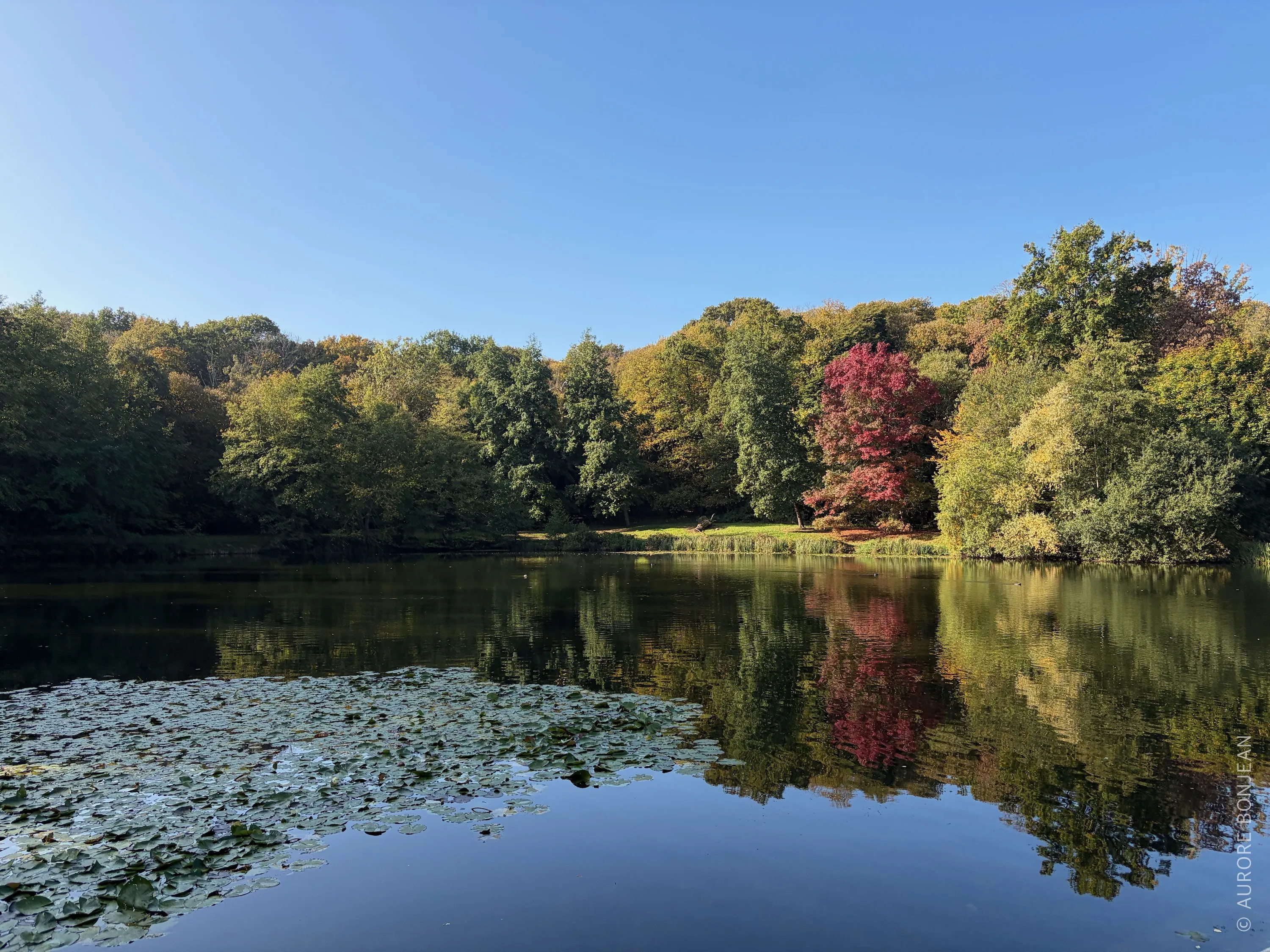 Forêt de Meudon