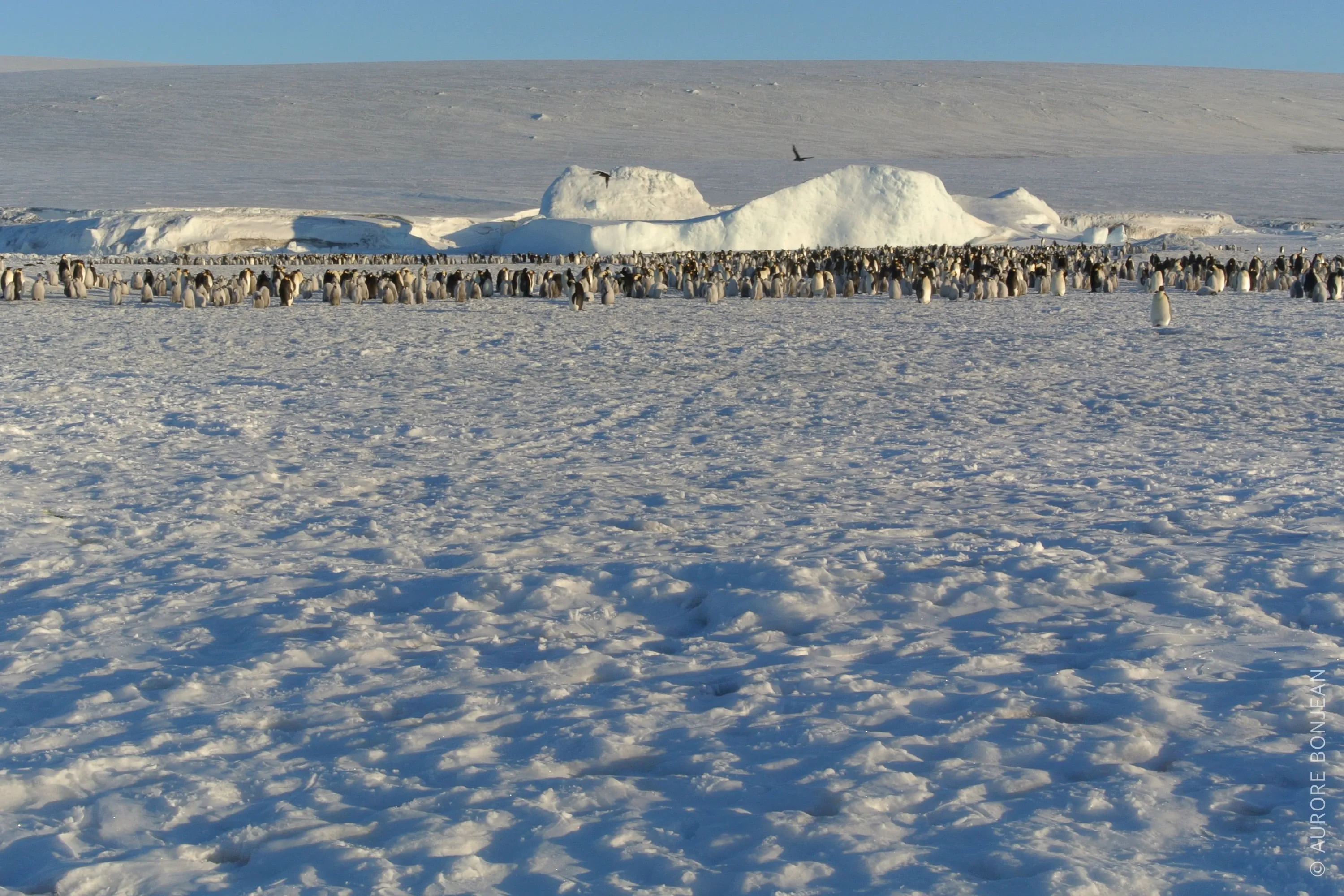 Colonie de manchots empereurs
