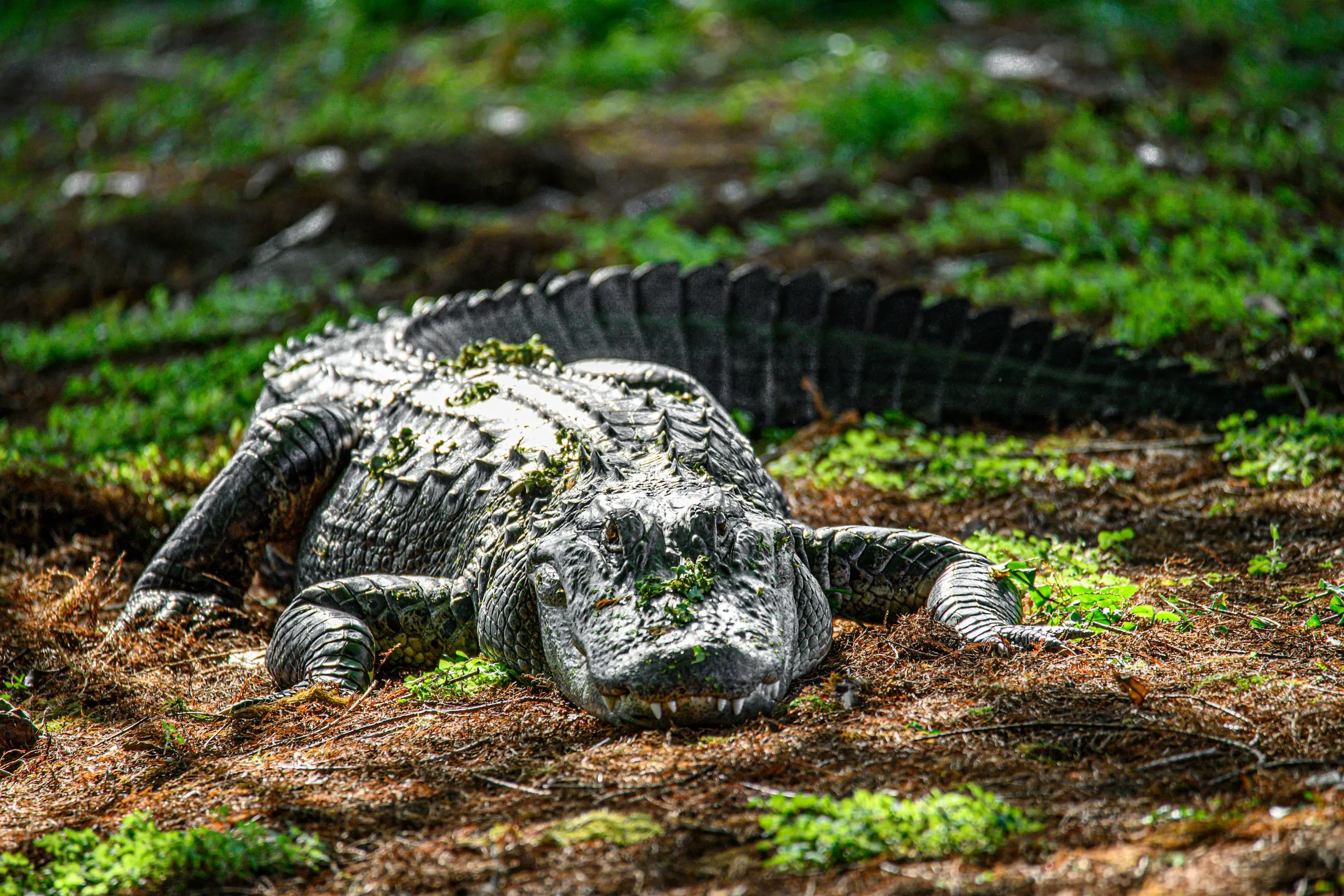 Everglades National Park