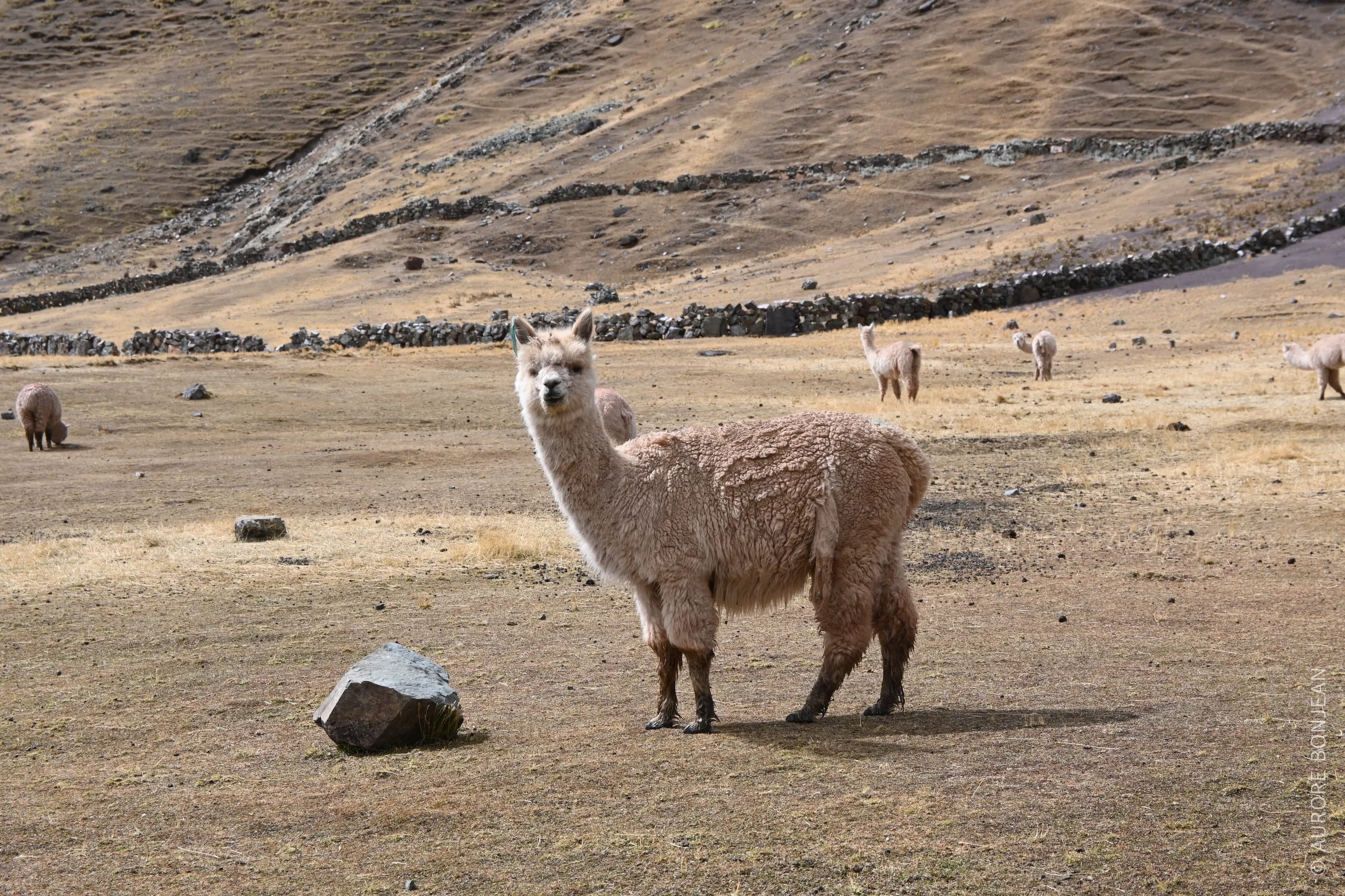 Alpagas dans les Andes