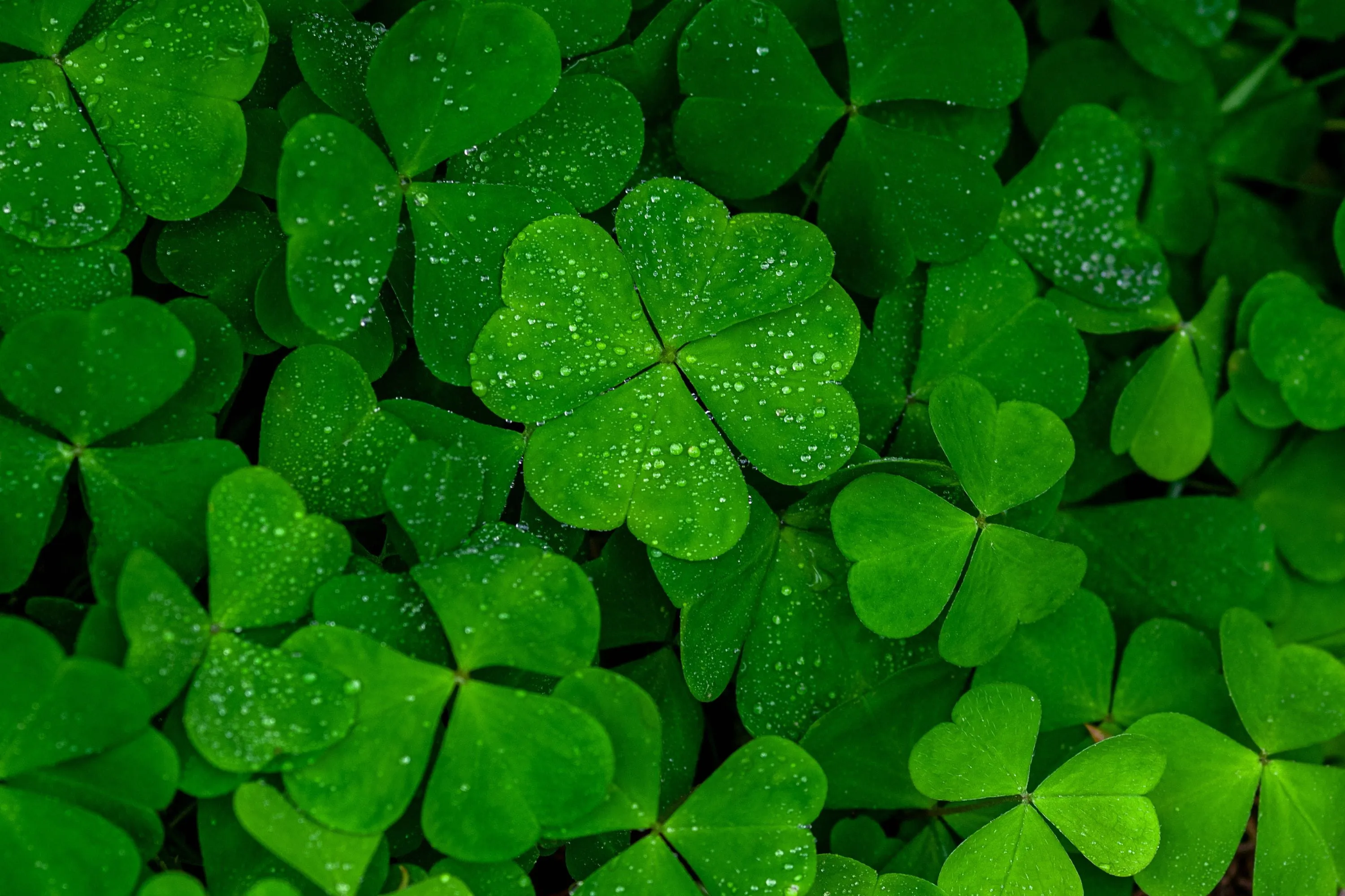 Superstition du trèfle à 4 feuilles