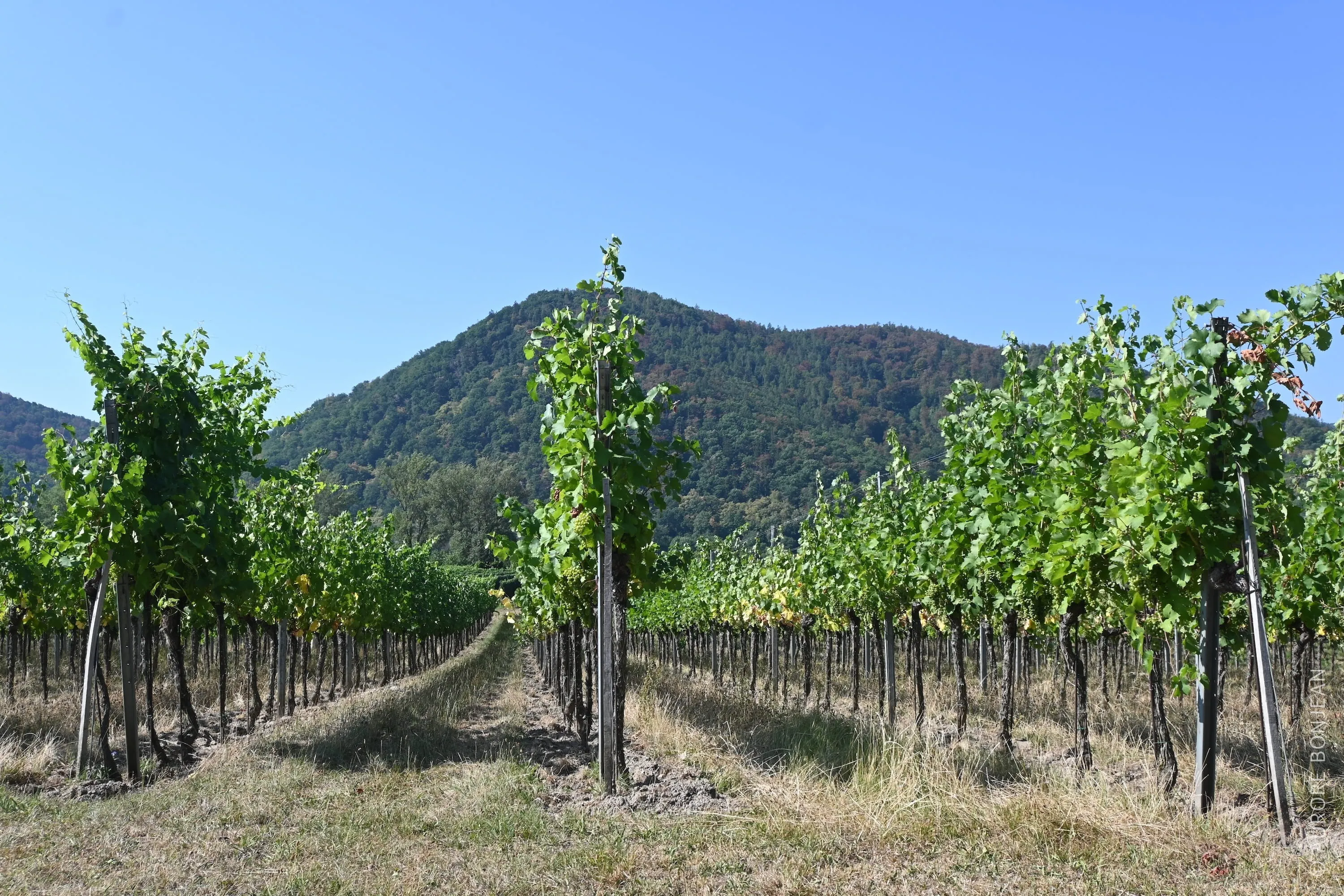 Vignes à Dürnstein