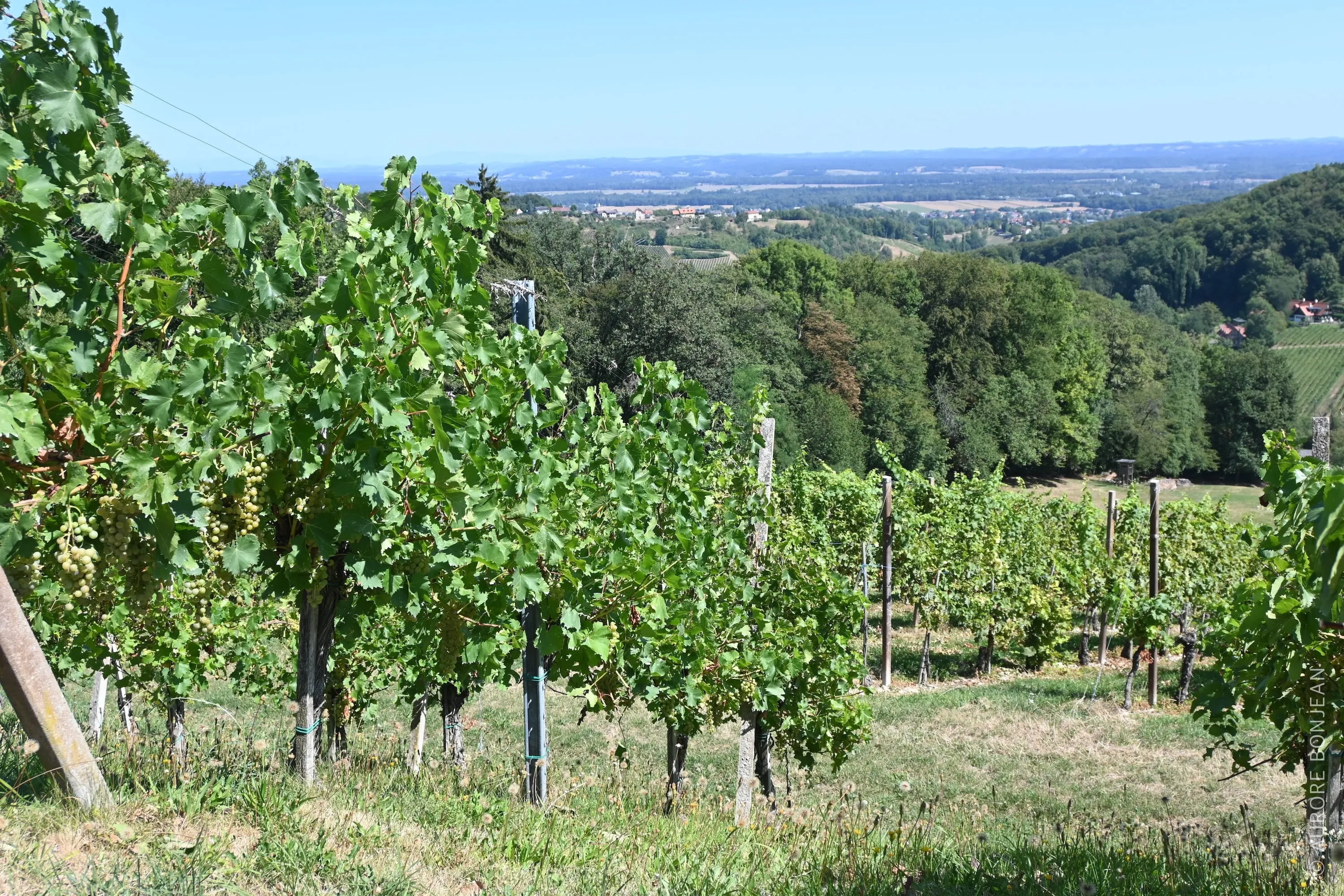 Südsteirische Weinstraße