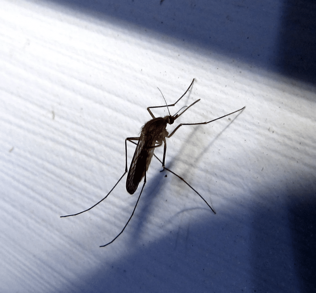 Prevent mosquito bites