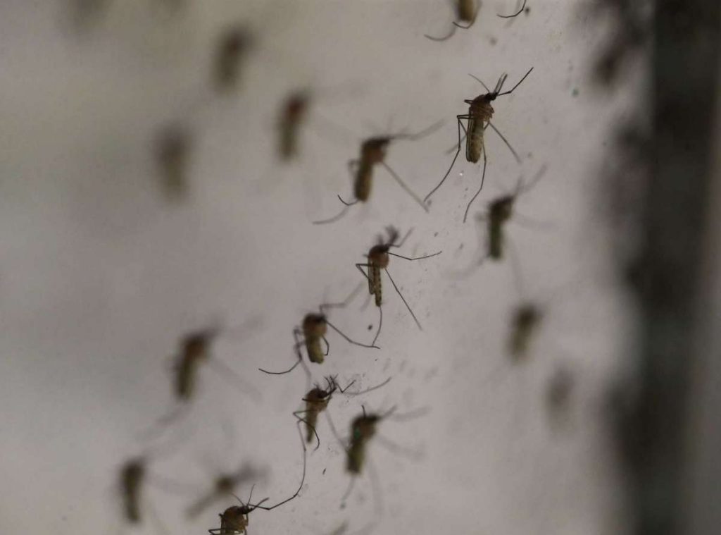 Mosquitos fly around a container Wednesday, June 9, 2021, at Harris County Public Health’s mosquito surveillance lab in Houston. Jon Shapley, Houston Chronicle / Staff photographer