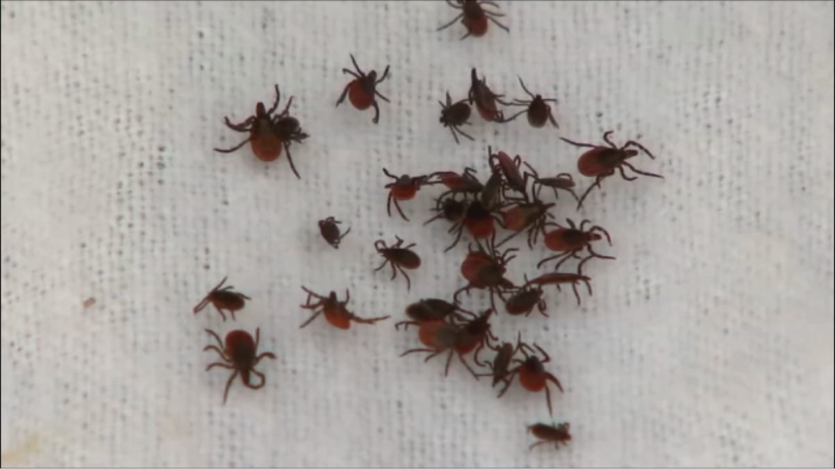 Boston 25 News Ticks