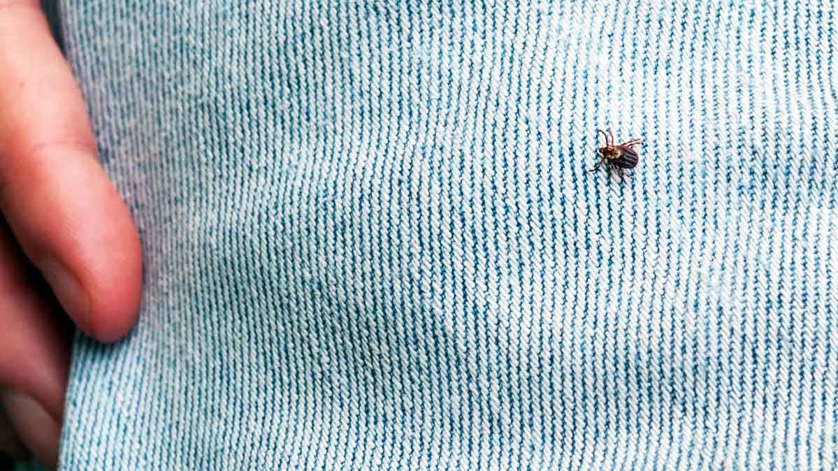 CR-Health-InlineHero-Lyme-Disease-03-18-v2