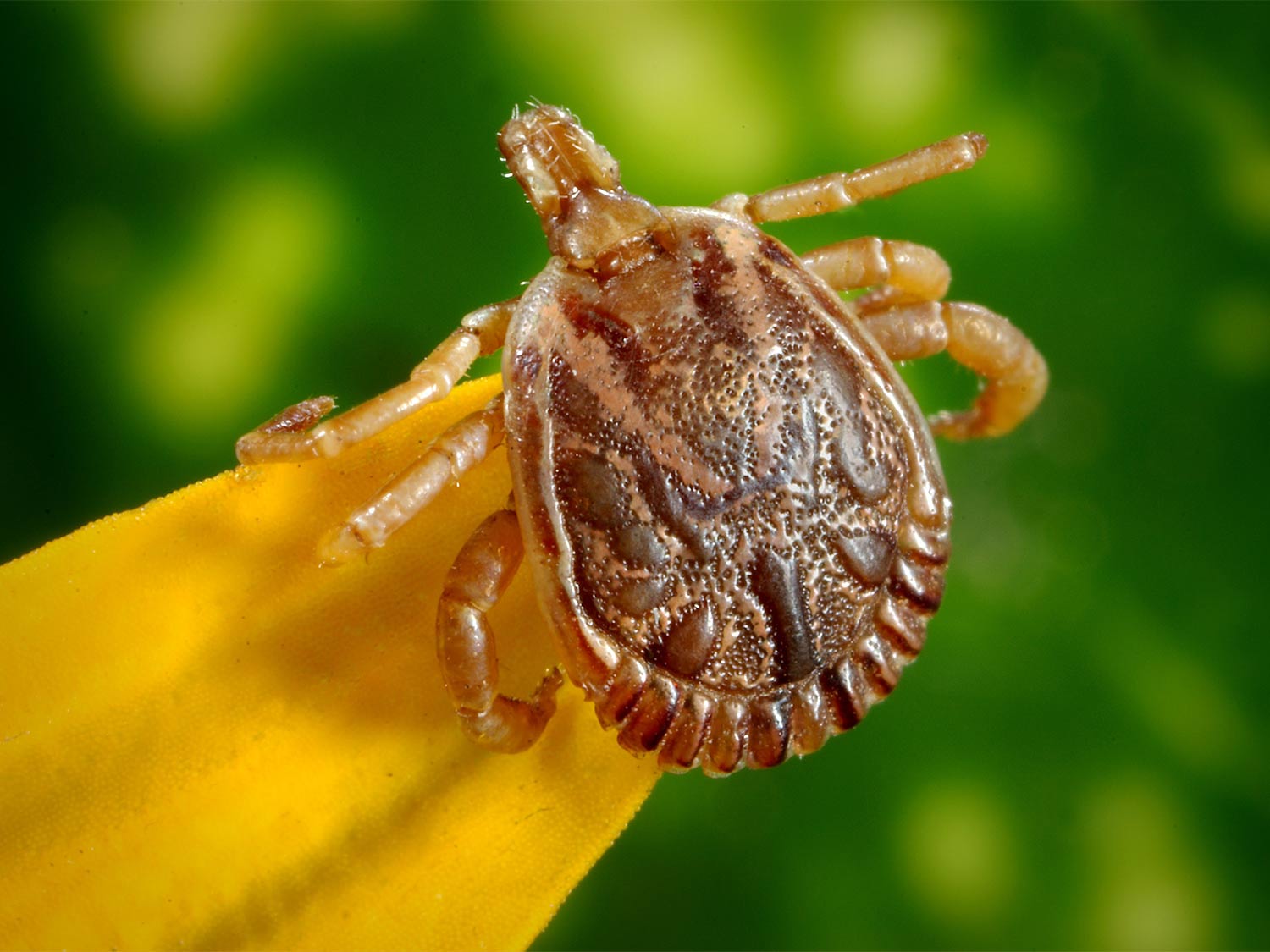 Field and Stream 8 Ways to keep ticks