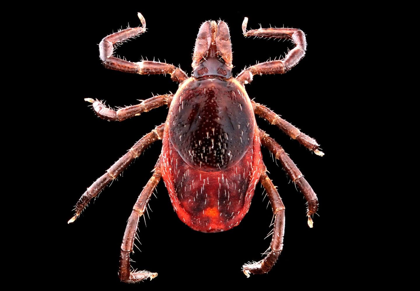 Deer-tick-2-scaled
