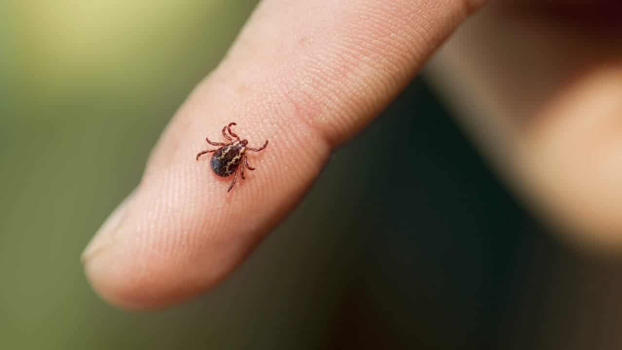 Wood Tick