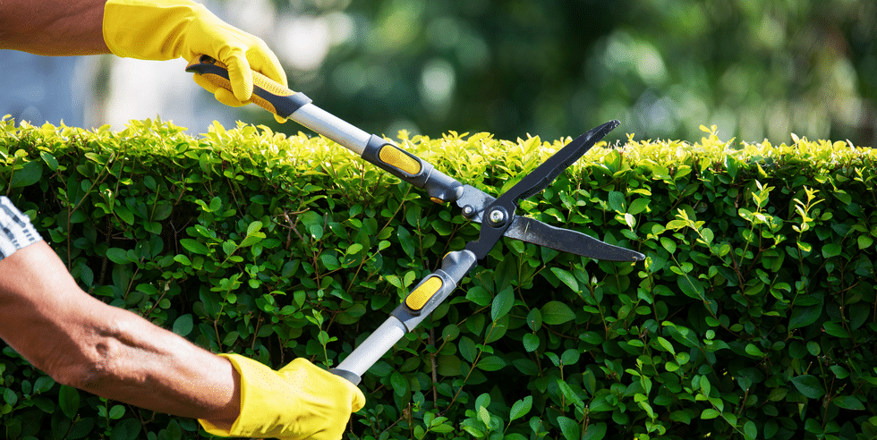 Prevention trimming-hedges-1590497473