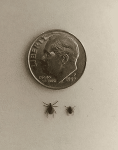 The Record Herald Deer Ticks AR-191119919
