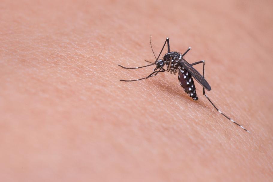 Medical Daily mosquito