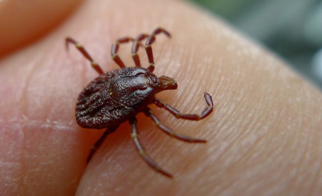 Mens Journal How to Prevent and Treat Tick Bites john-tann-flickr