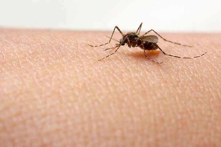 Dengue-Fever-In-Infants