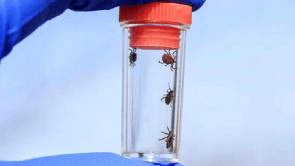 7news mutant ticks