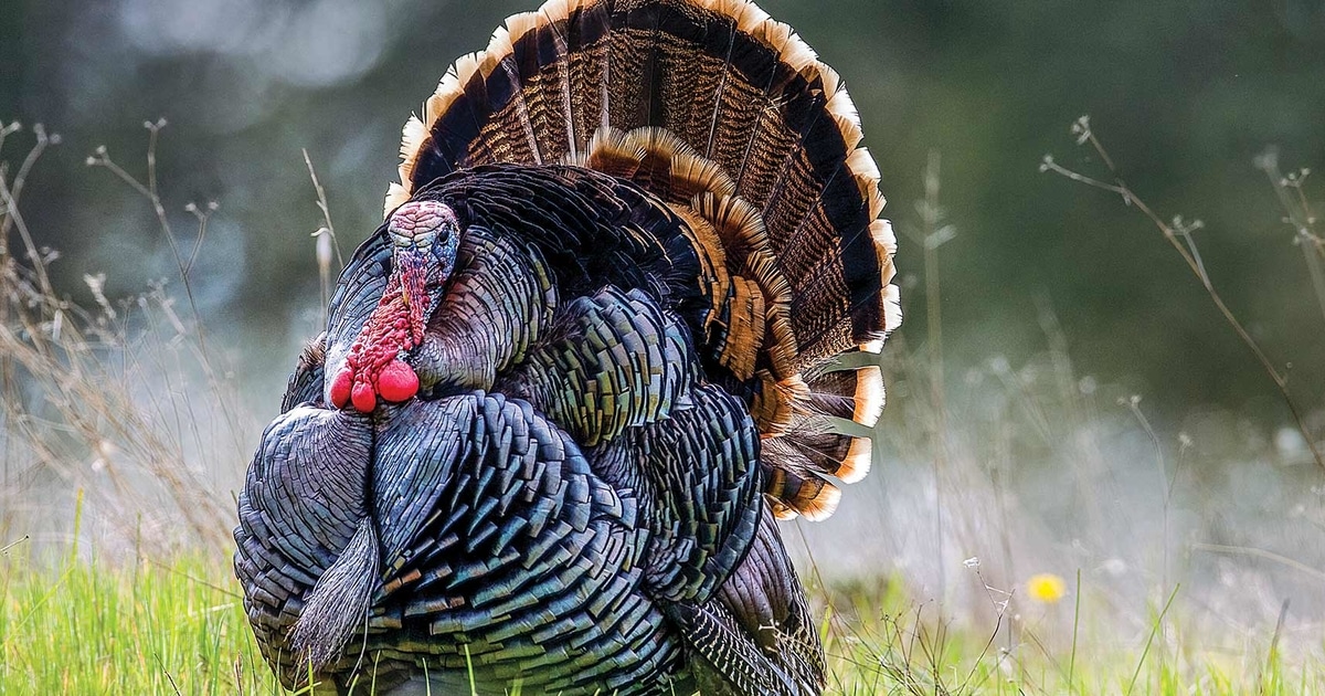 Outdoor Life - turkey-in-field-2000x900